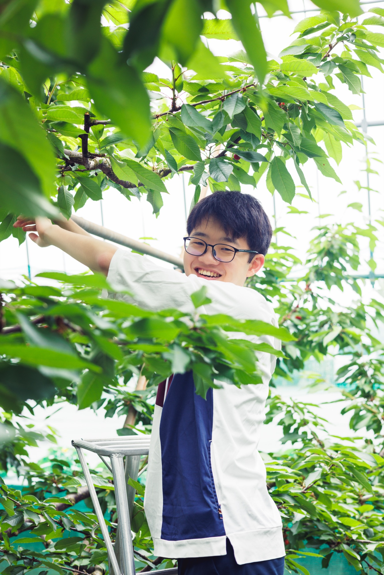 さくらんぼの木に囲まれて笑顔で実を取る参加者