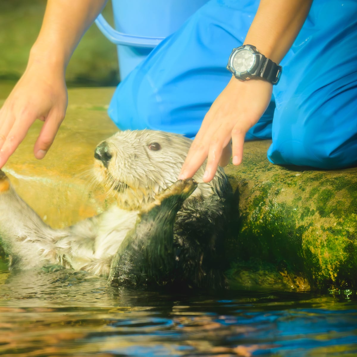 飼育員に体を支えられて水へ入る小さなラッコ