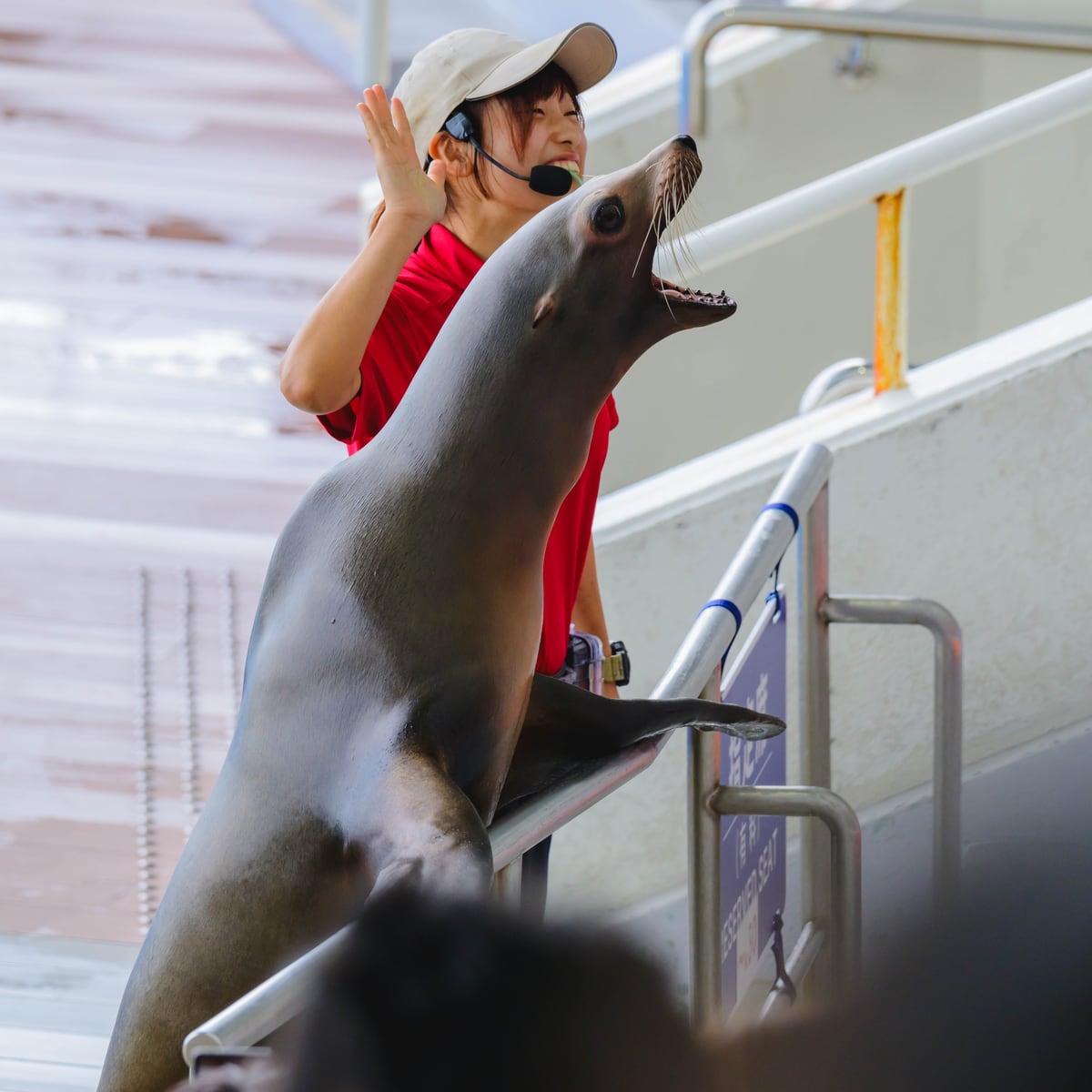 台の上で体を伸ばすアシカと飼育員