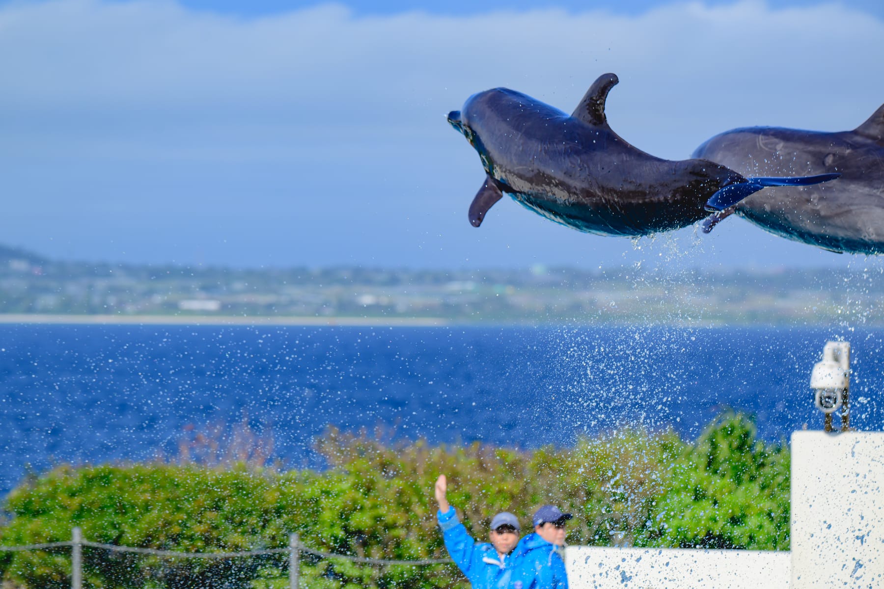 美ら海水族館のイルカショーで海を背景にジャンプするイルカ