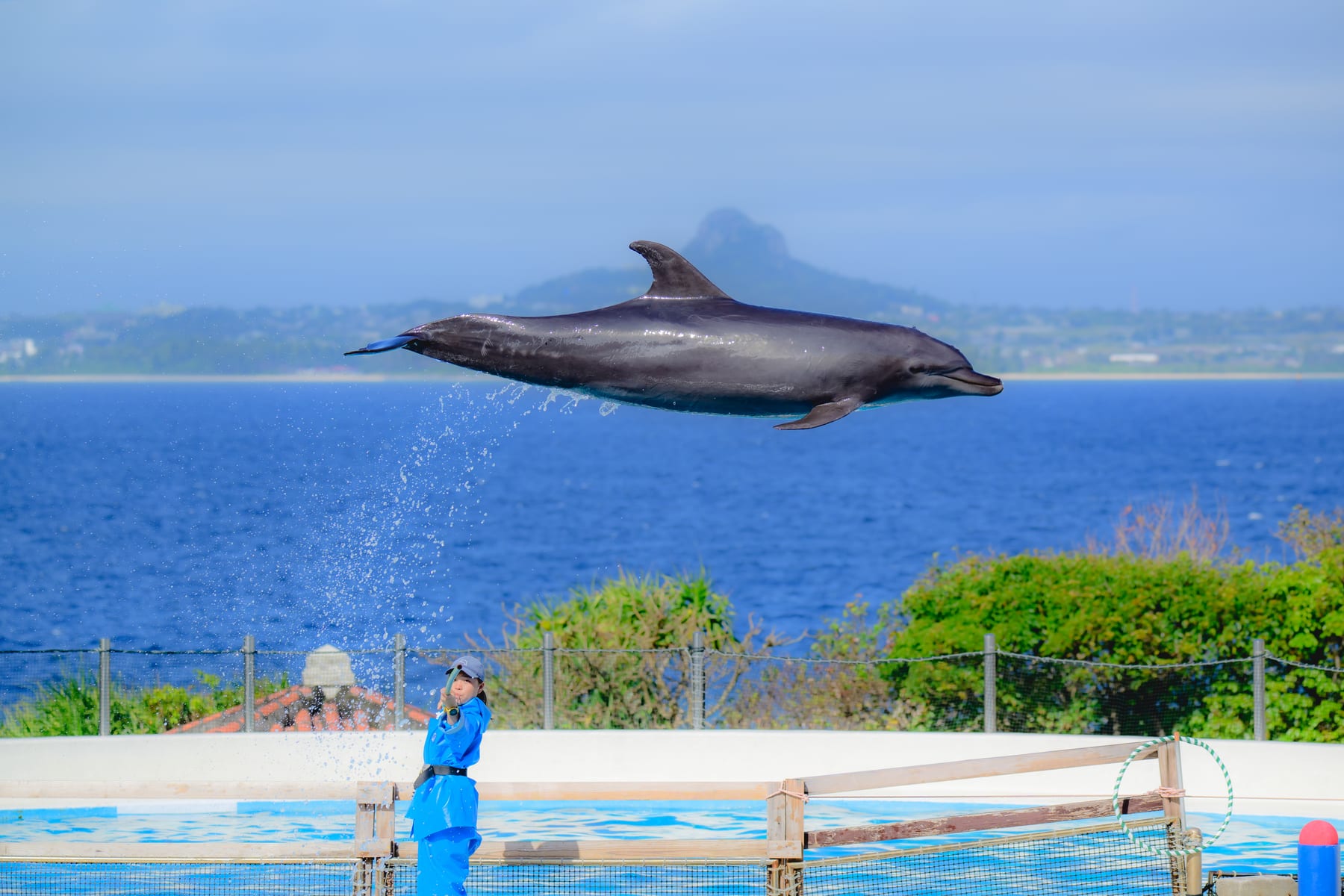 美ら海水族館のイルカショーで水面から跳び上がる2頭のイルカ