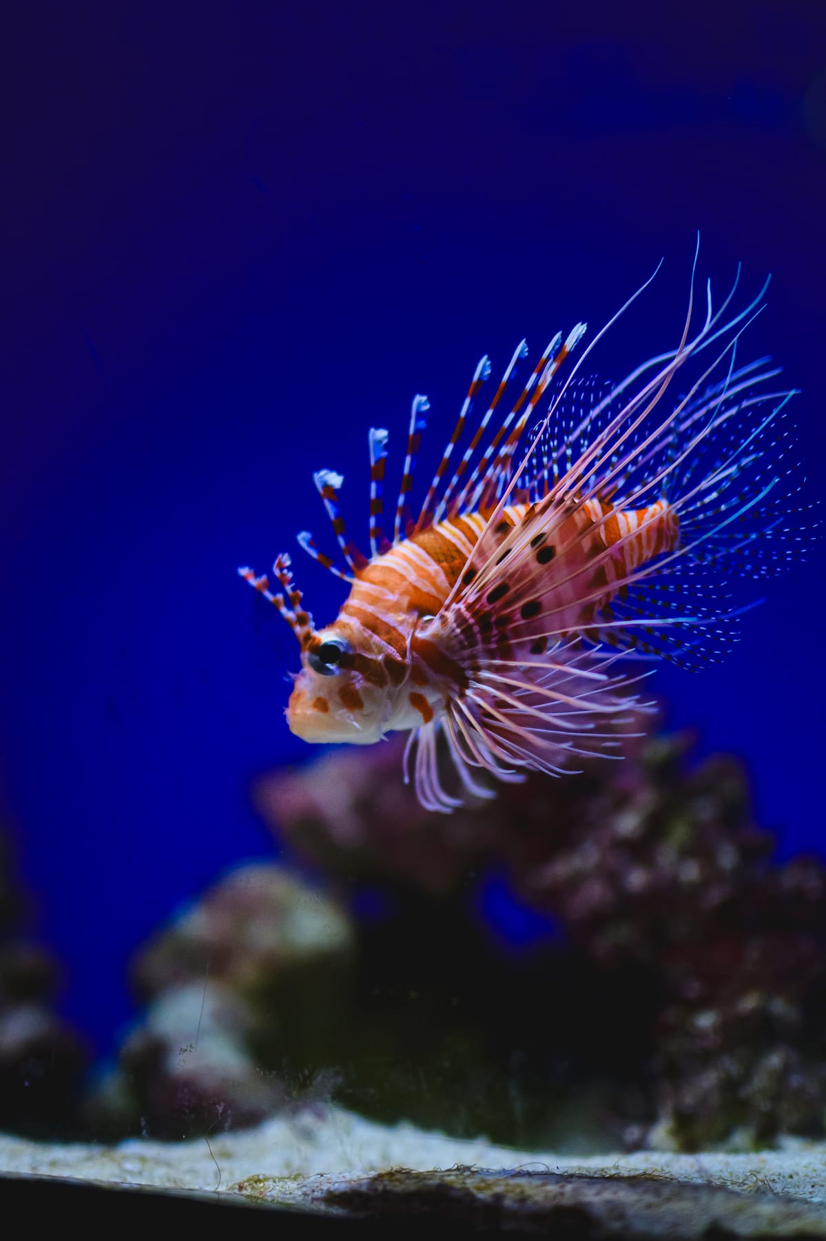 沖縄美ら海水族館の水槽で長いひれを広げるミノカサゴ