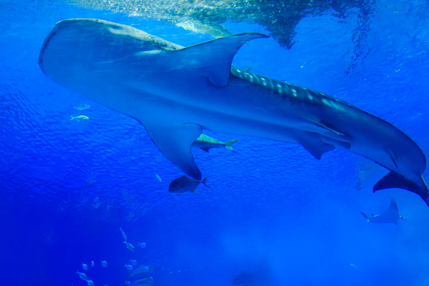 沖縄美ら海水族館の大水槽を泳ぐジンベエザメ