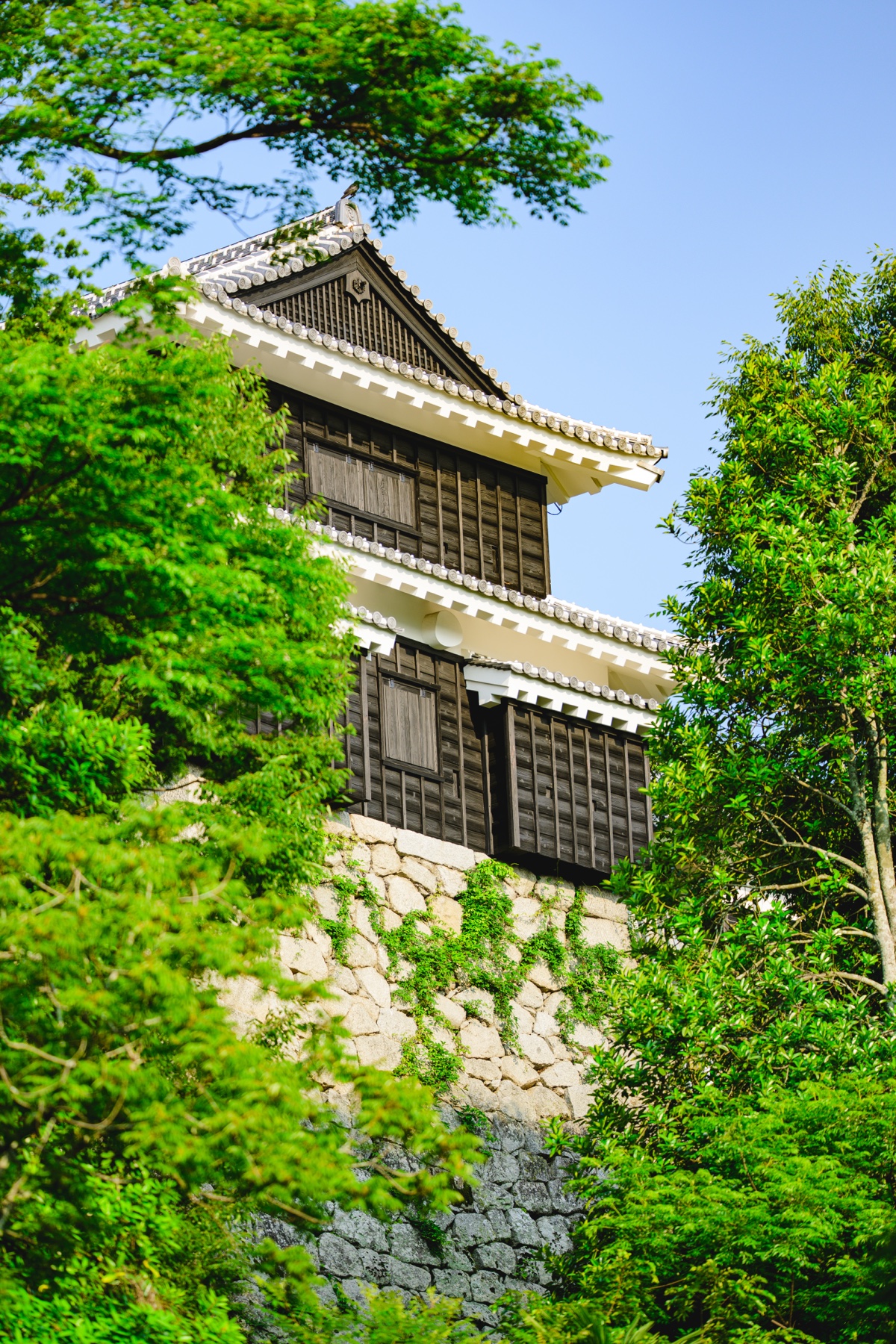石垣と緑の木々に囲まれた松山城の天守