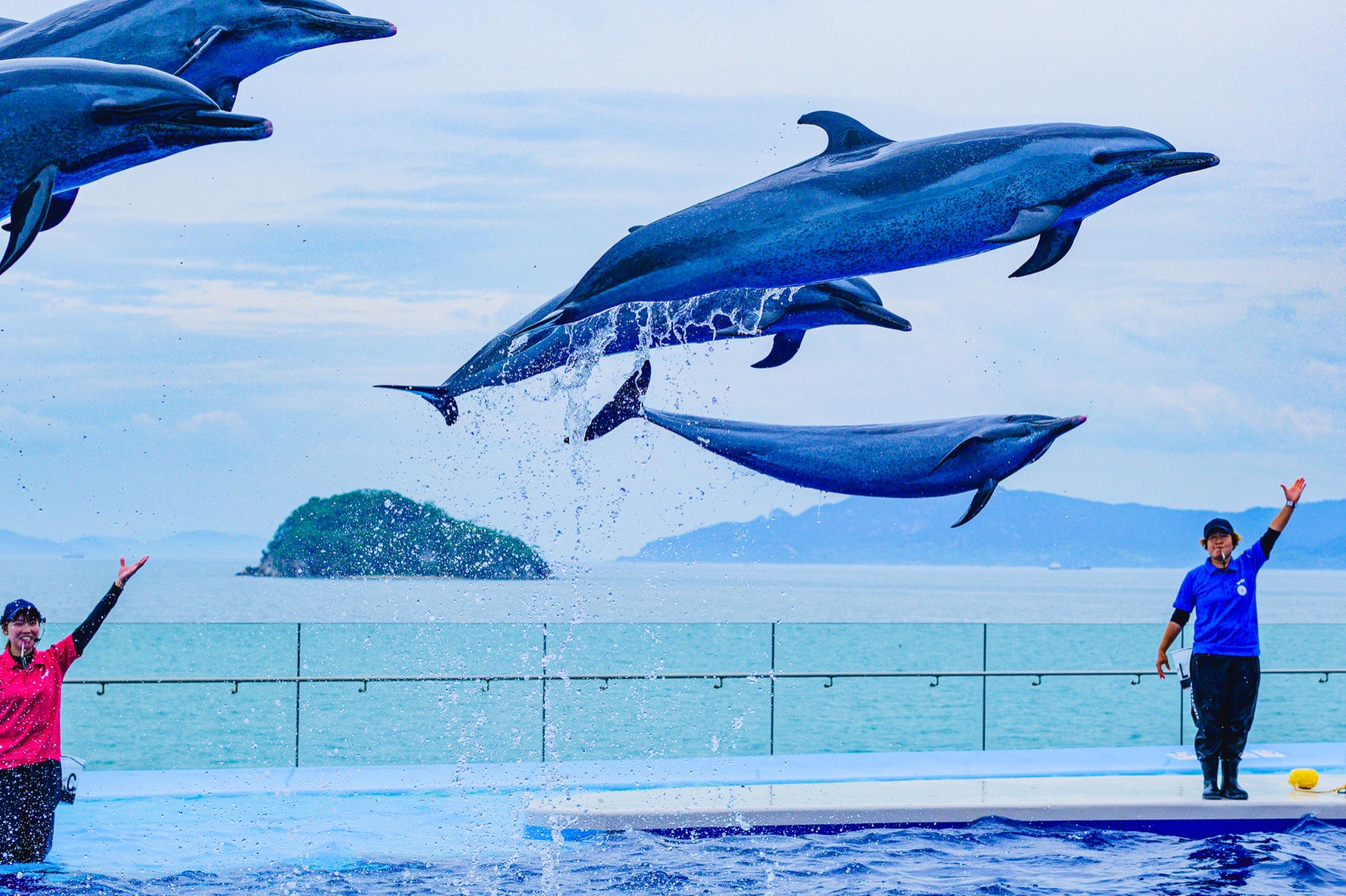 四国水族館のイルカショーで一斉にジャンプするイルカ