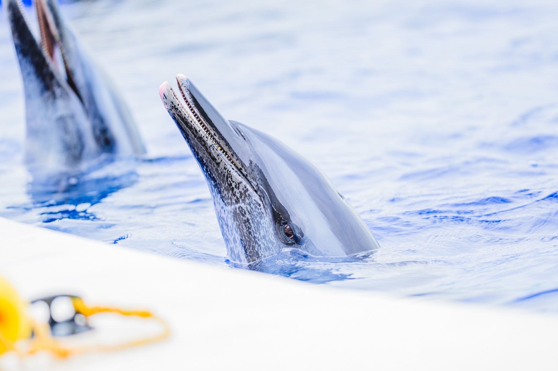 瀬戸内海を背景に四国水族館のプールから跳び上がるイルカ