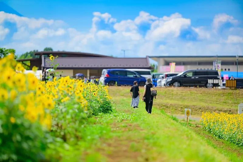 ひまわり畑へ向かう人たちと、明野の夏
