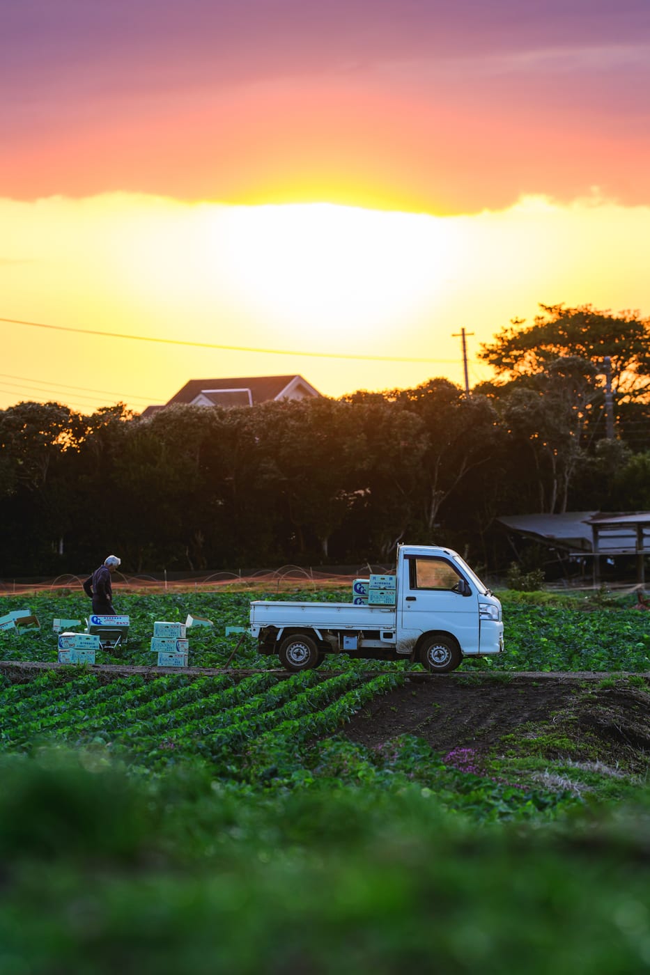A farmer loading freshly harvested cabbages onto a small truck beneath the sunset sky