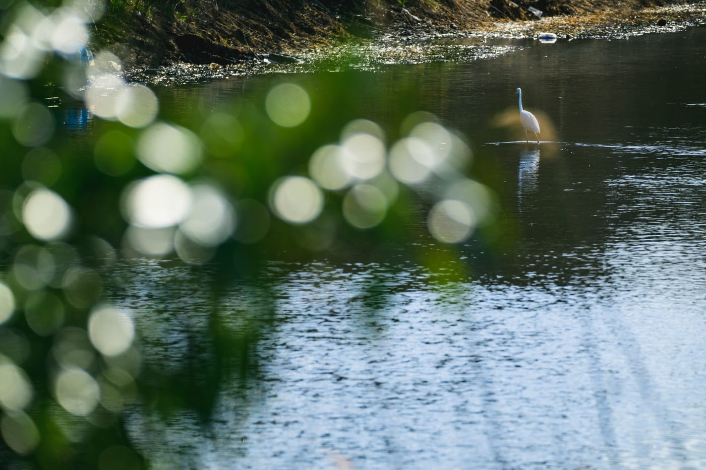 A white egret standing by the water