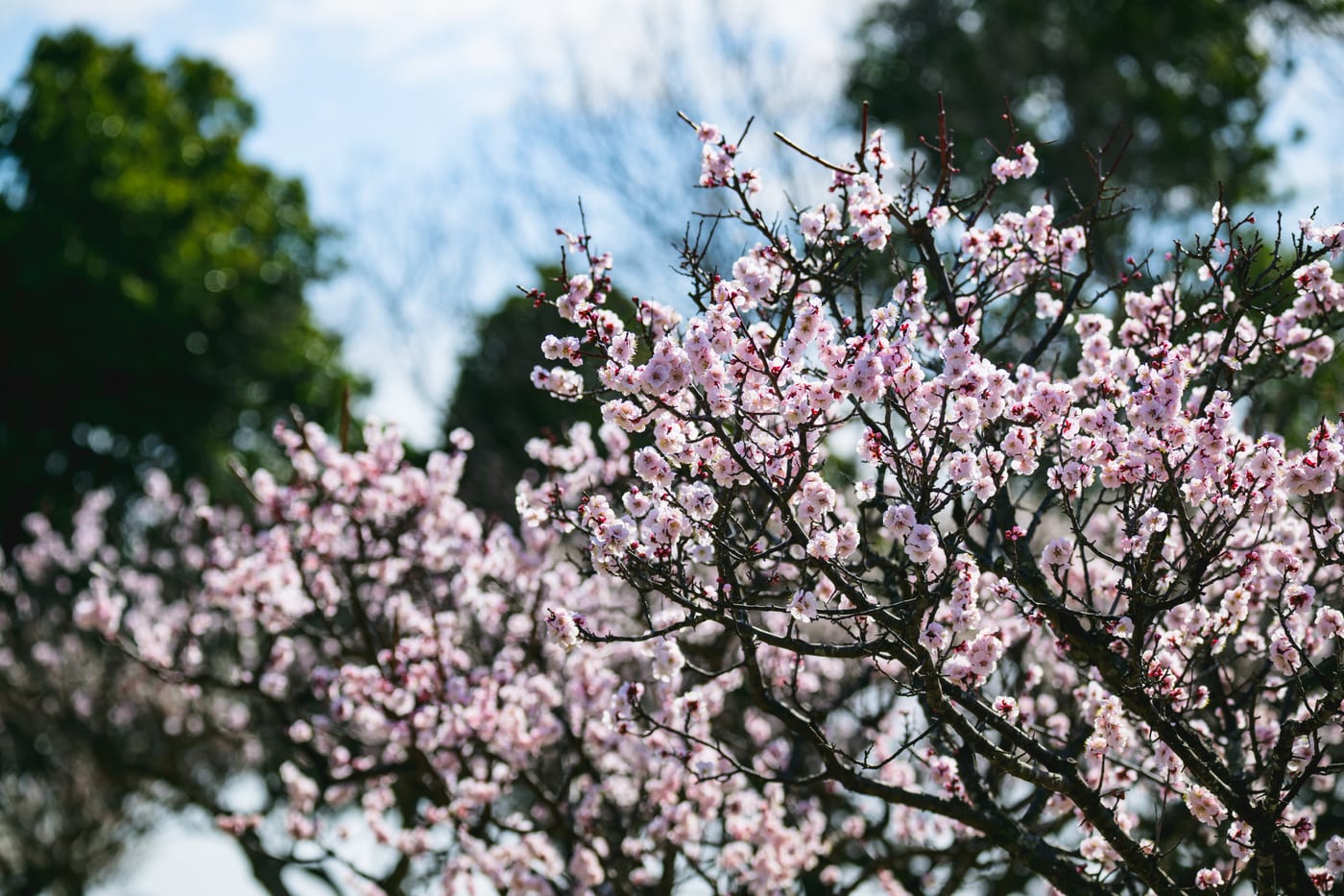 Pale pink plum blossoms blooming at Kodai Hasu no Sato