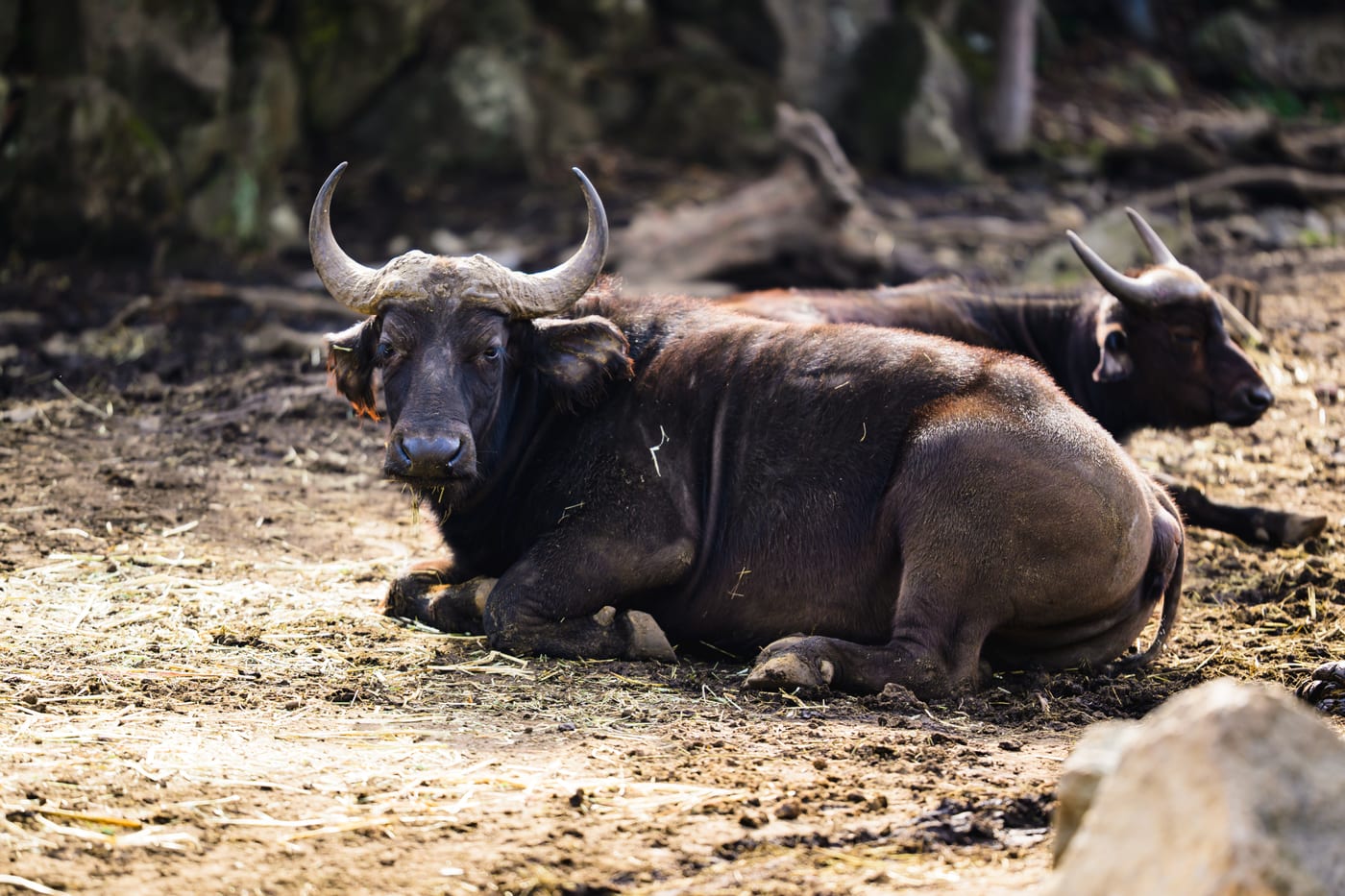 A buffalo with large horns resting on the ground