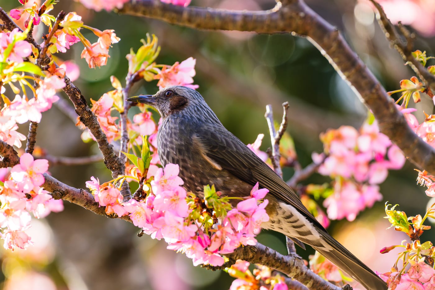 A gray bird perched on a Kawazu cherry branch