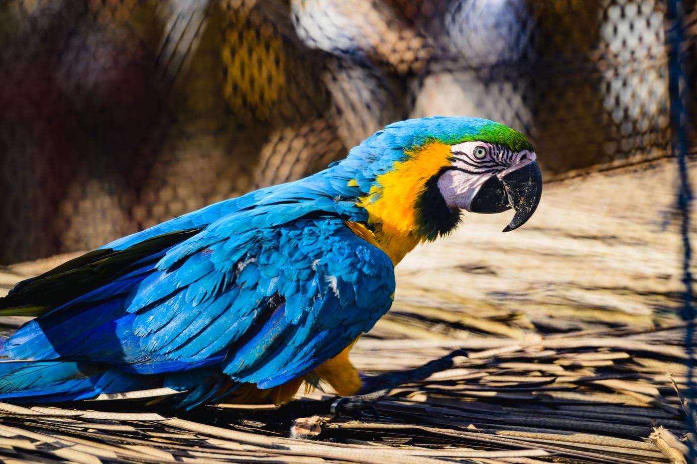 A parrot with vivid blue and yellow feathers