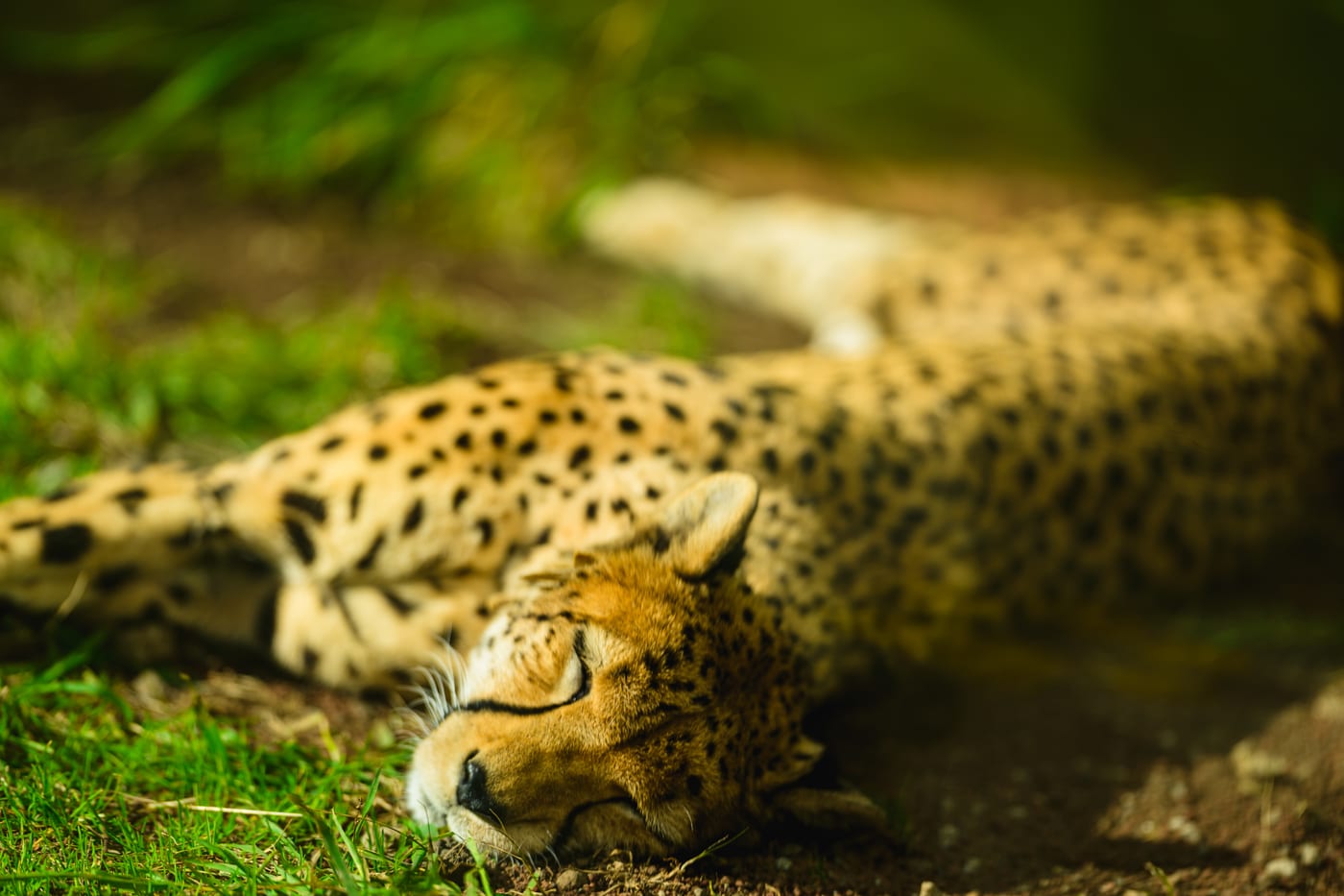 A cheetah lying down in dappled sunlight