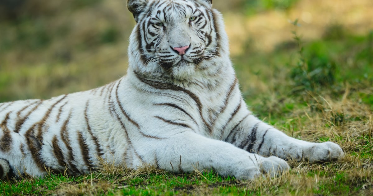 Kawazu Cherry Blossoms and a White Tiger