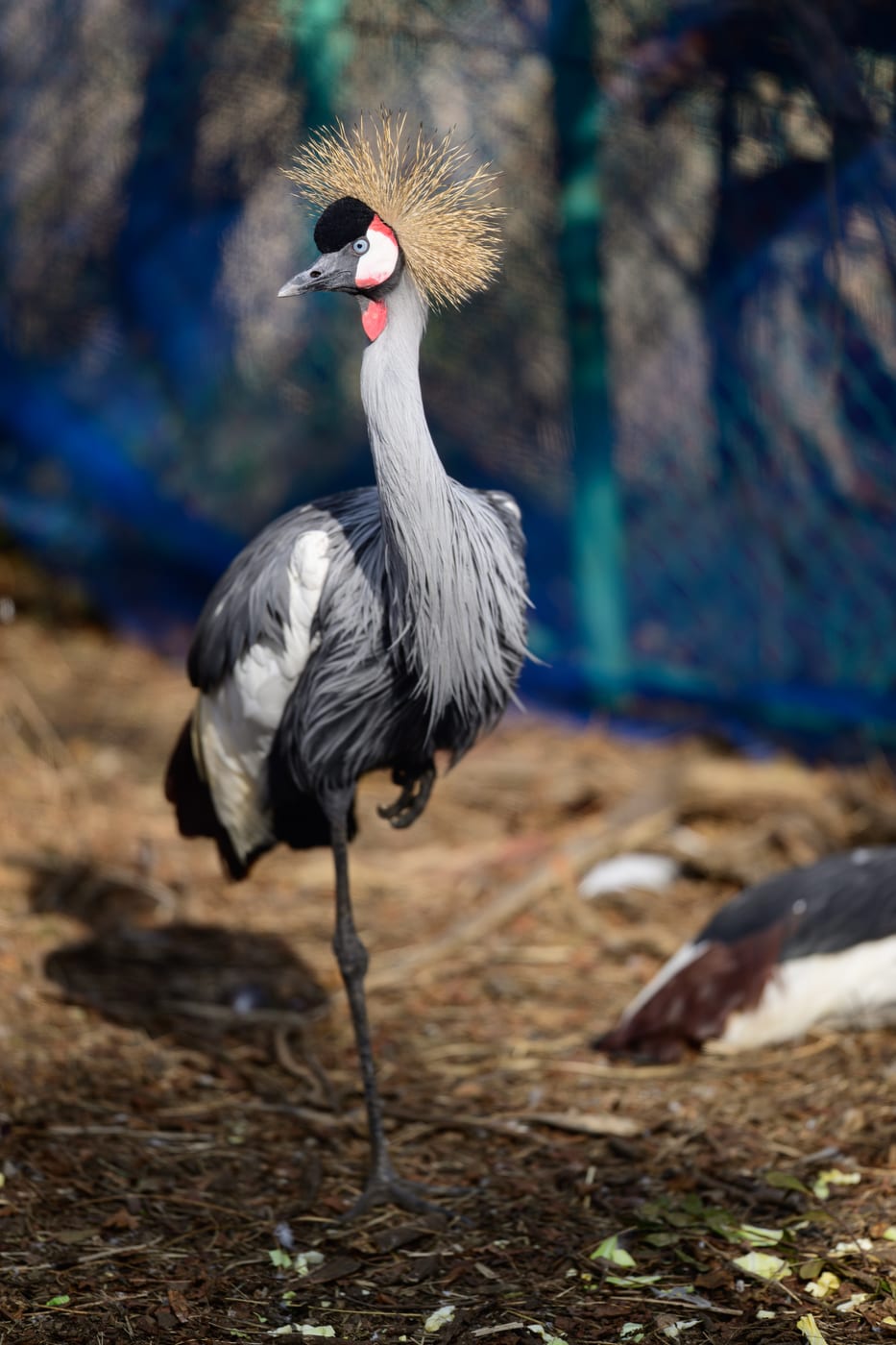 A slender bird with gray and black feathers