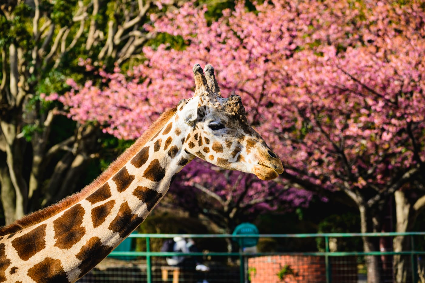 A giraffe walking with Kawazu cherry blossoms in the background