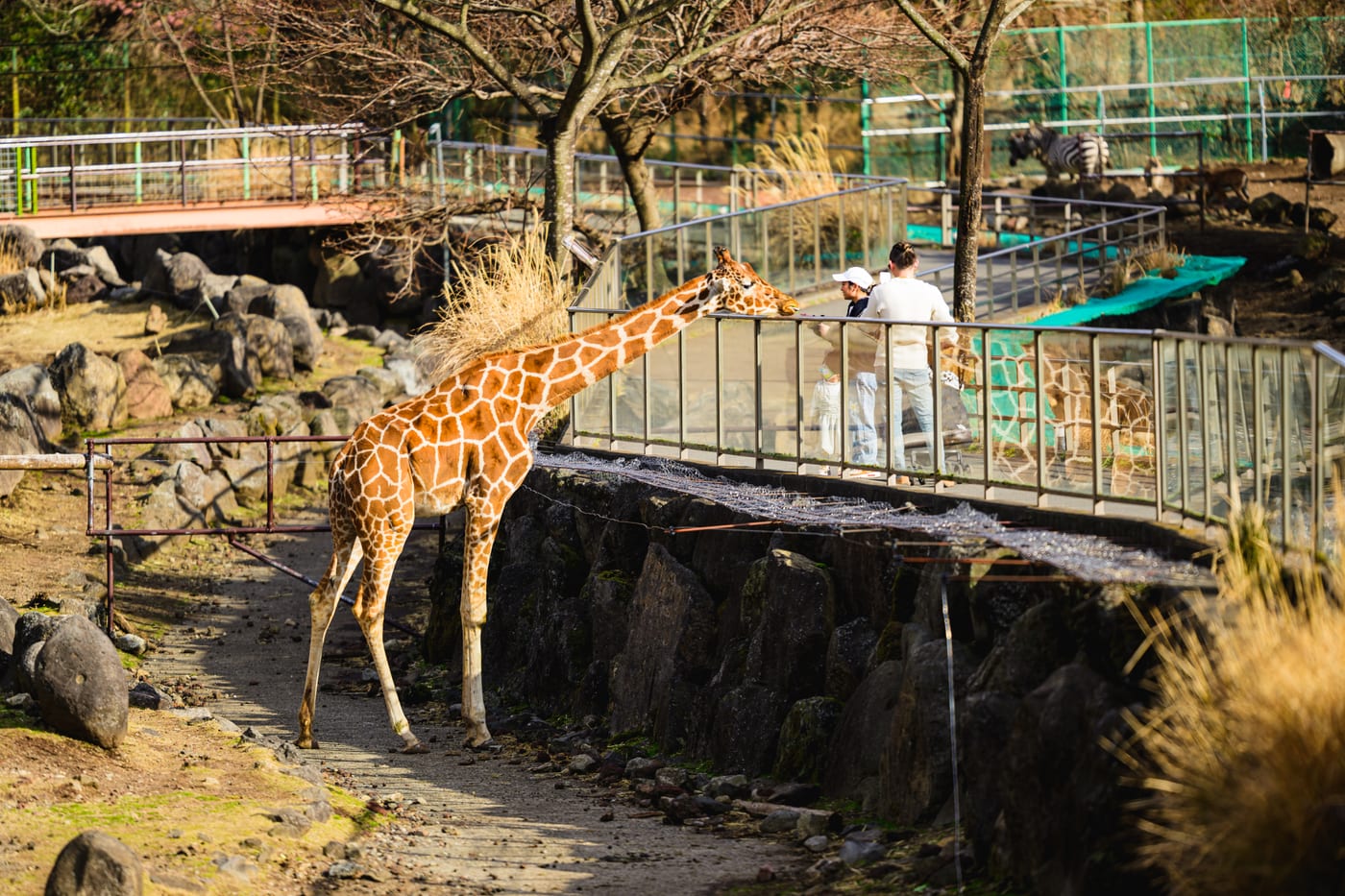A giraffe bringing its face close to the fence