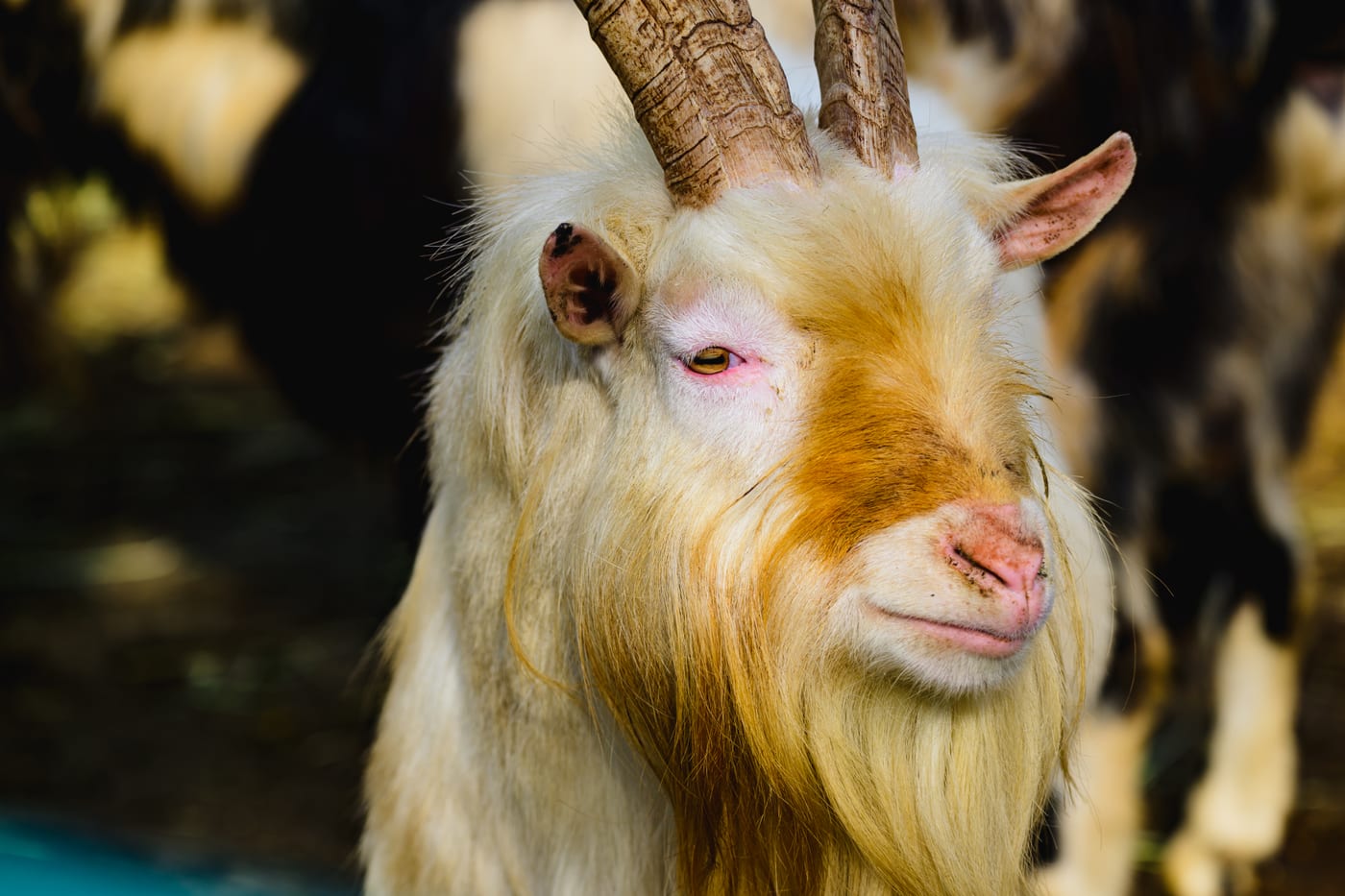 The face of a long-haired goat with horns