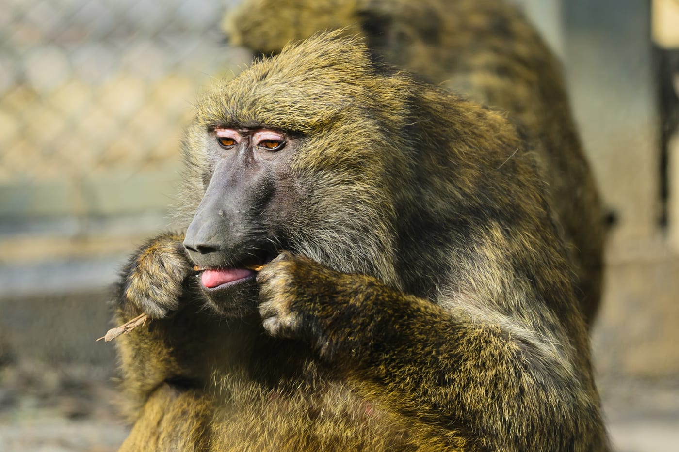A seated hamadryas baboon with its tongue sticking out slightly