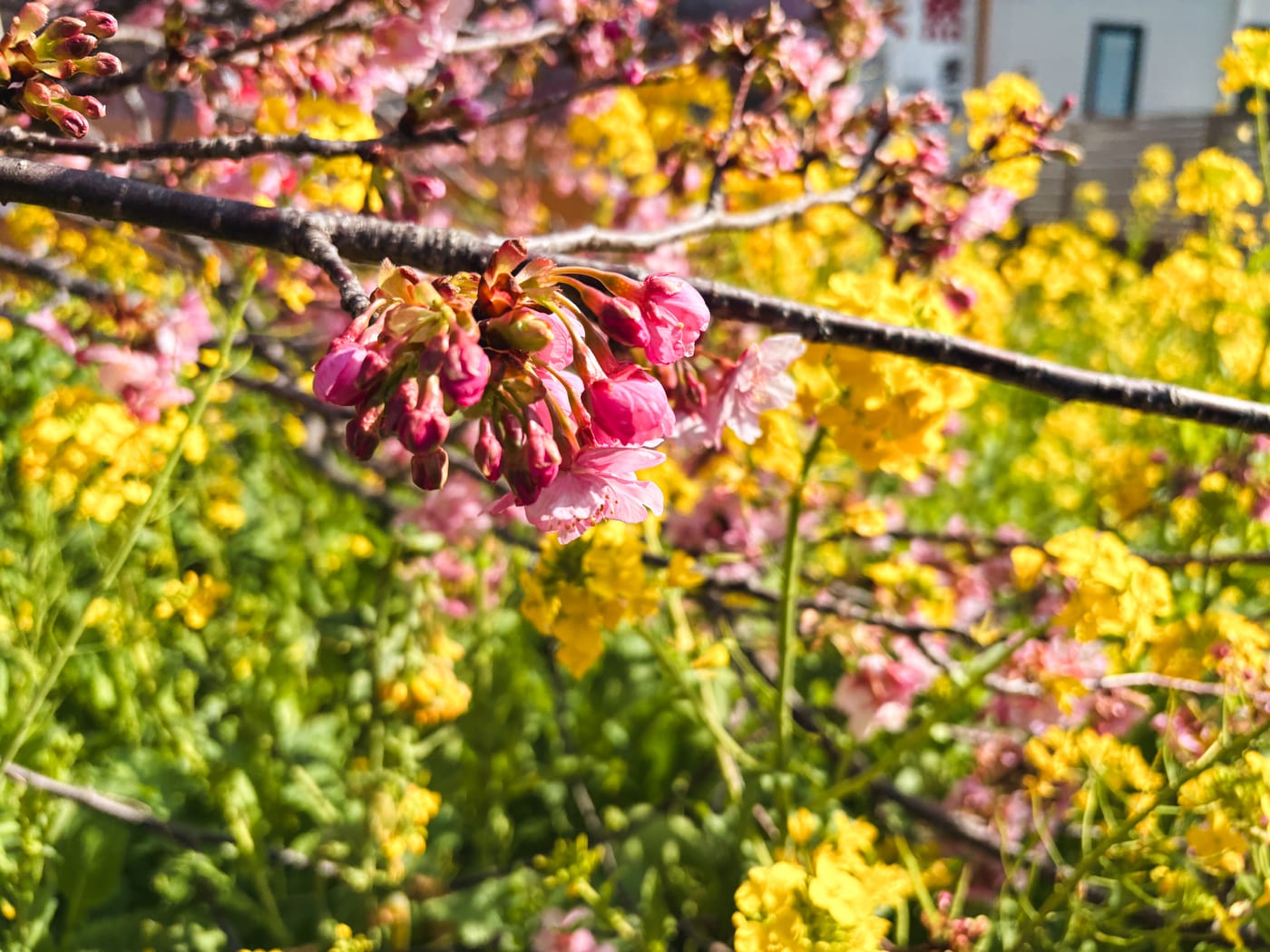 Kawazu cherry blossoms against a background of yellow rapeseed flowers