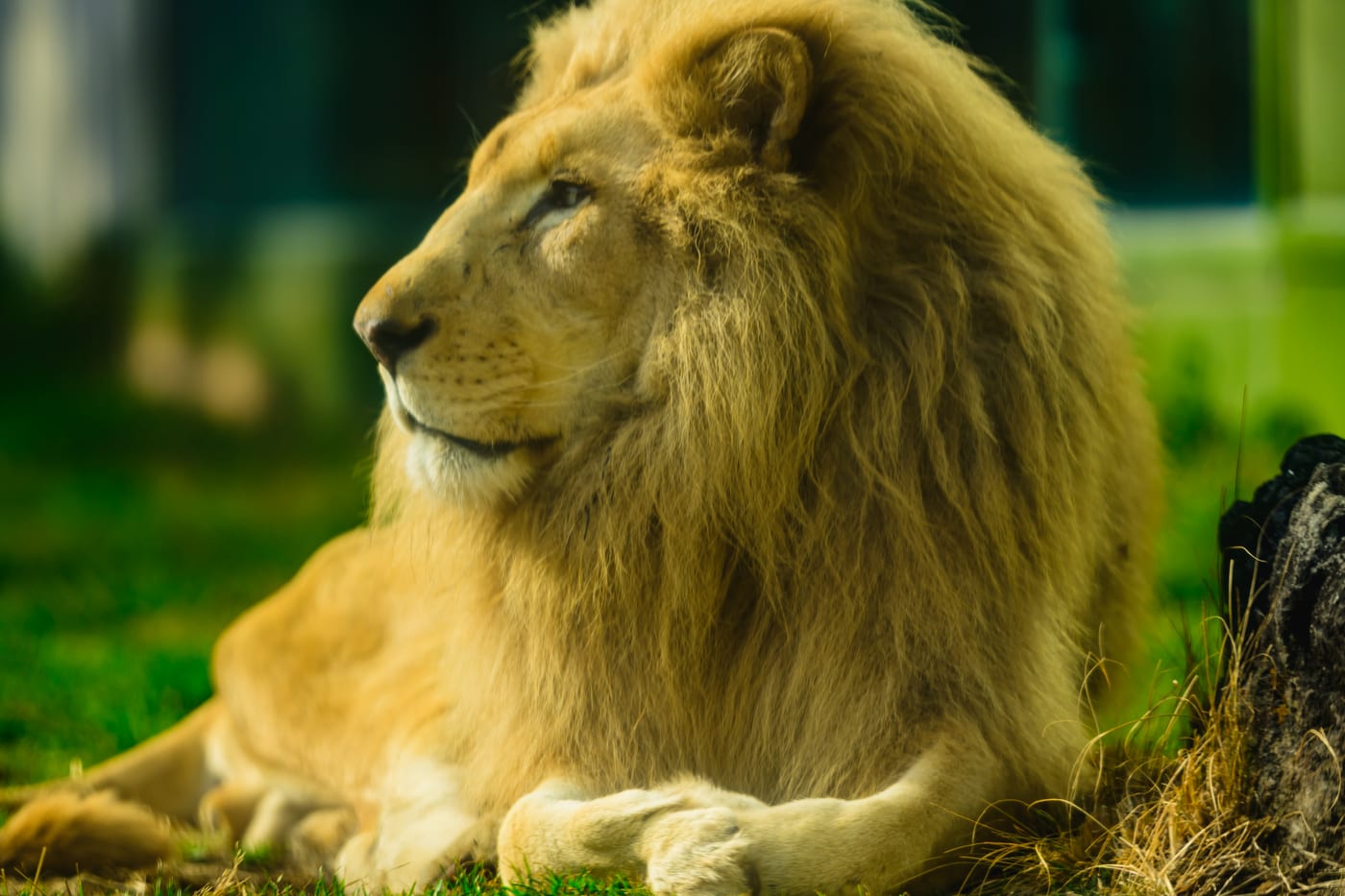 A lion lying down with sunlight catching its mane