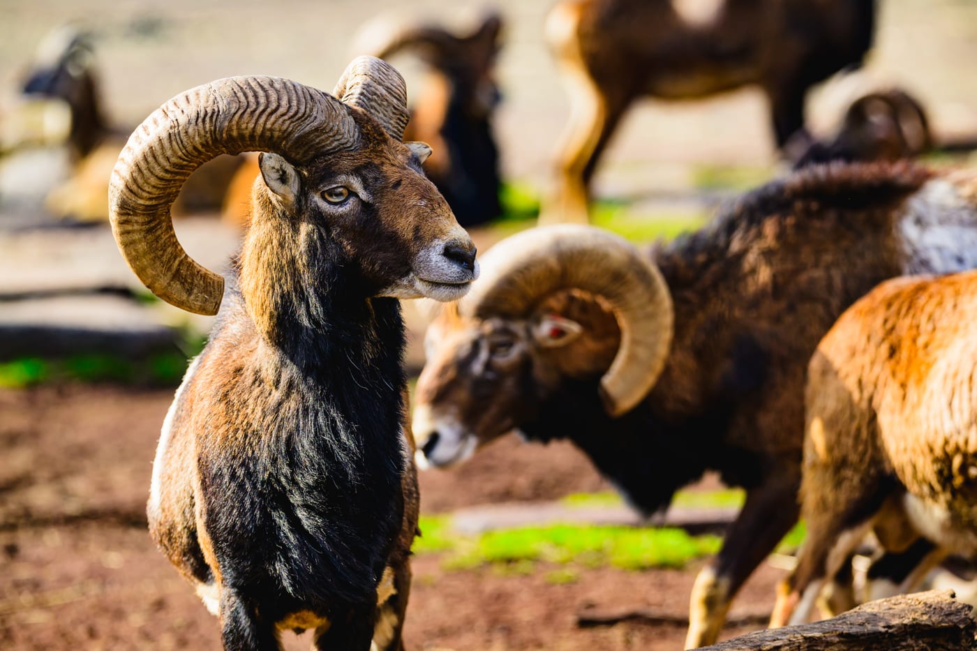 A mouflon with large curled horns