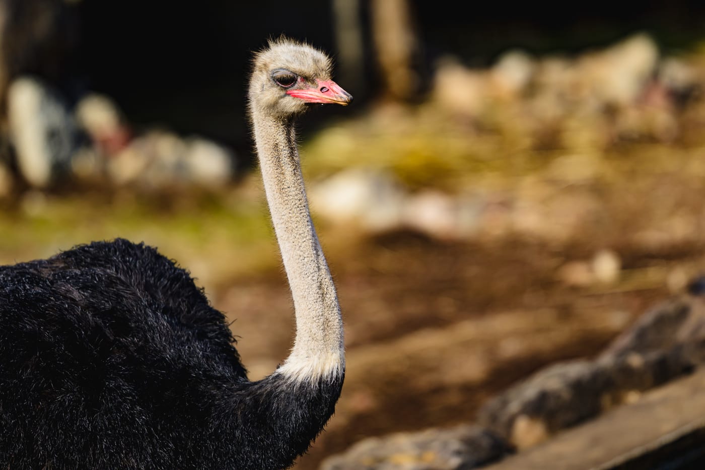 An ostrich facing the camera