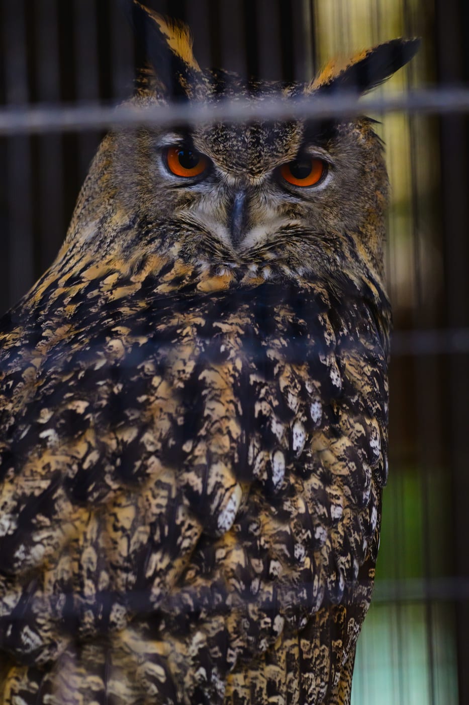 An owl facing forward with its wings folded