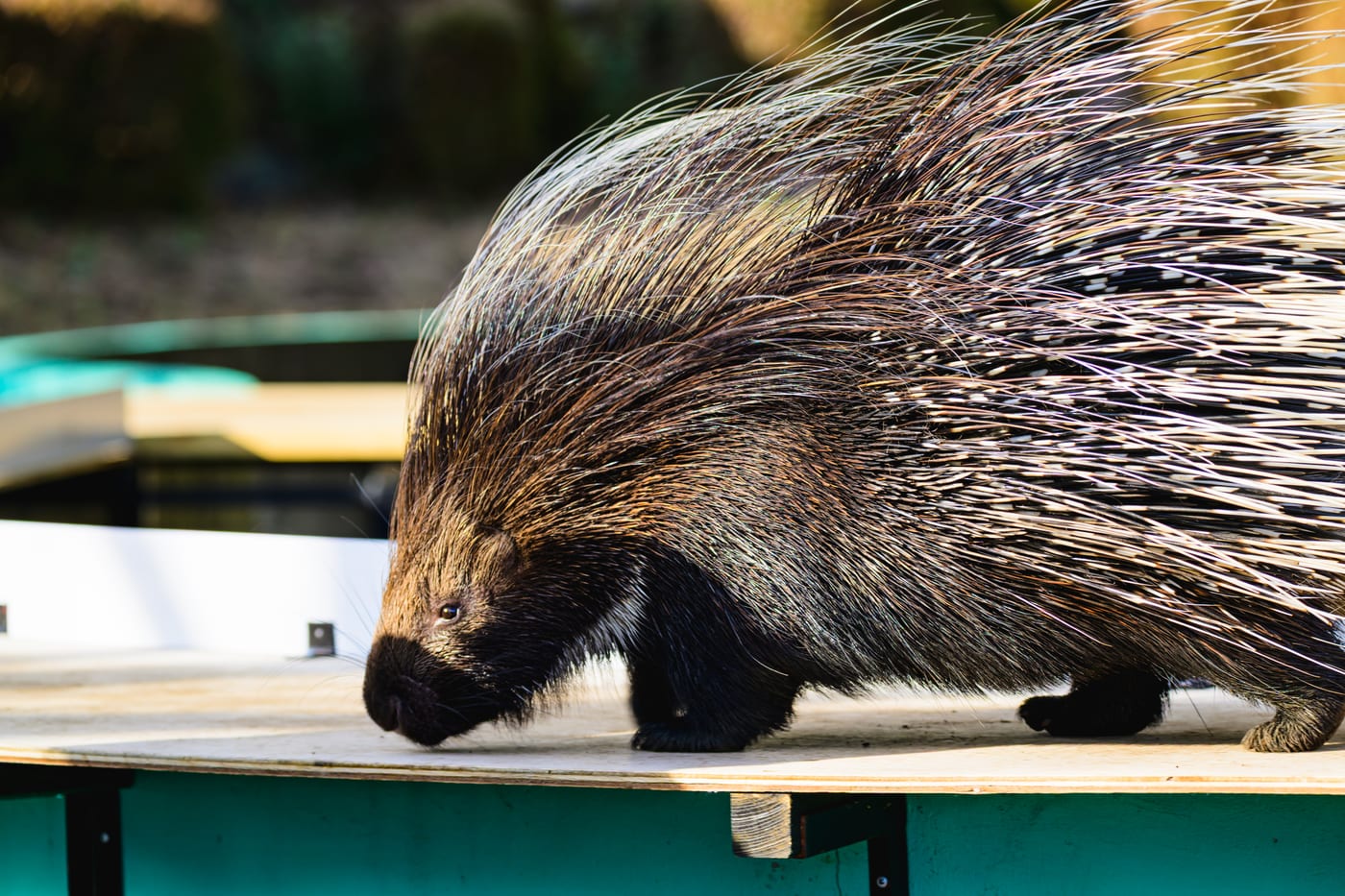 A porcupine walking with long quills along its back