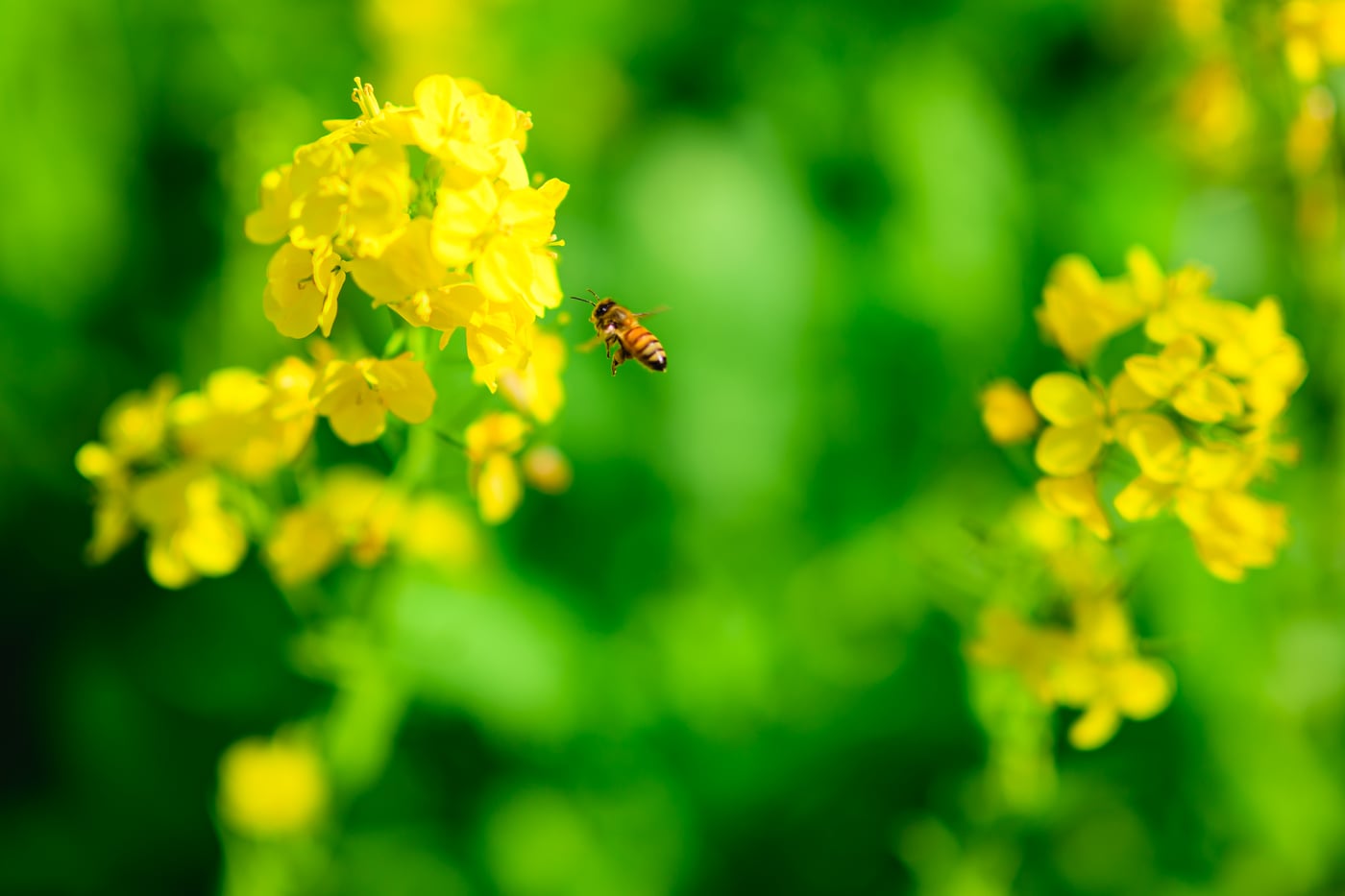 A small insect flying beside yellow rapeseed flowers