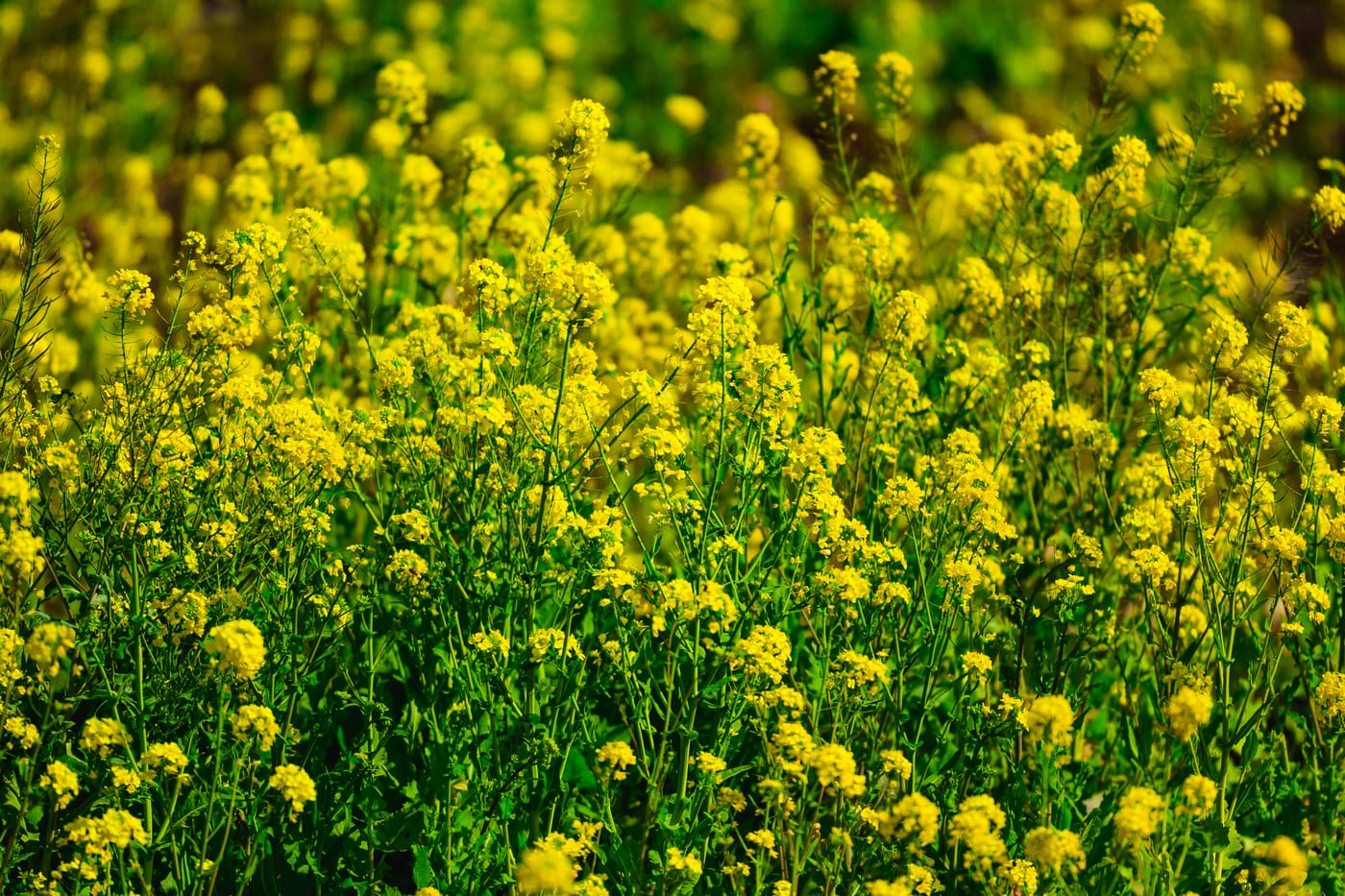 Yellow rapeseed flowers blooming in the sunlight