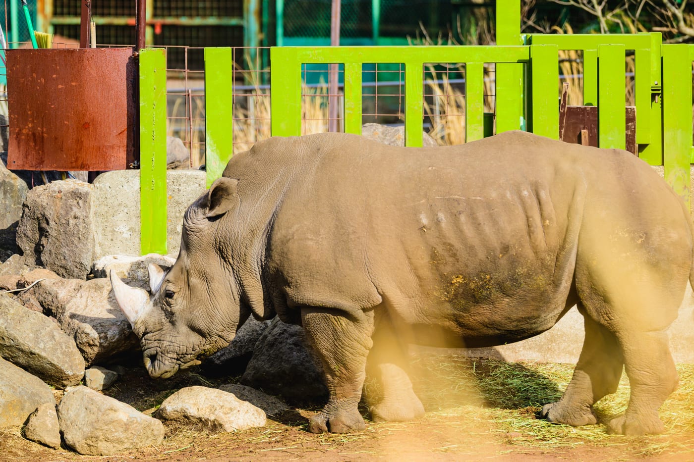 A large rhinoceros walking in the sunlight