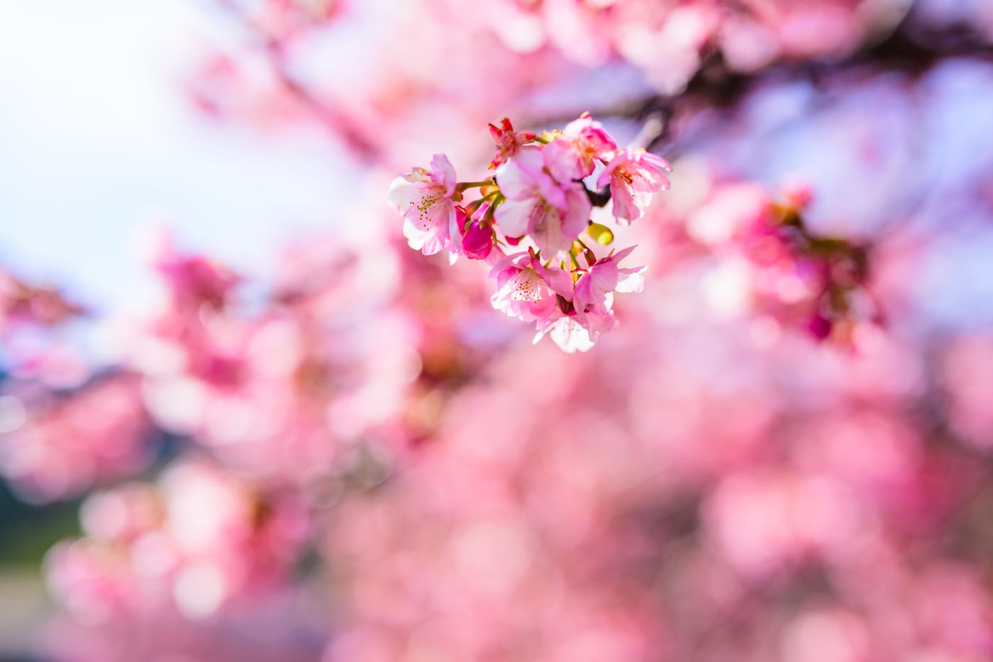 Kawazu cherry blossoms against a blue sky
