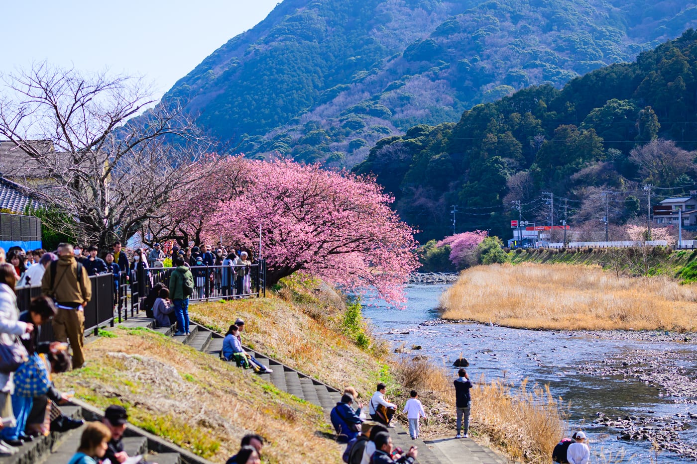 People walking on the riverbank beside rows of Kawazu cherry trees