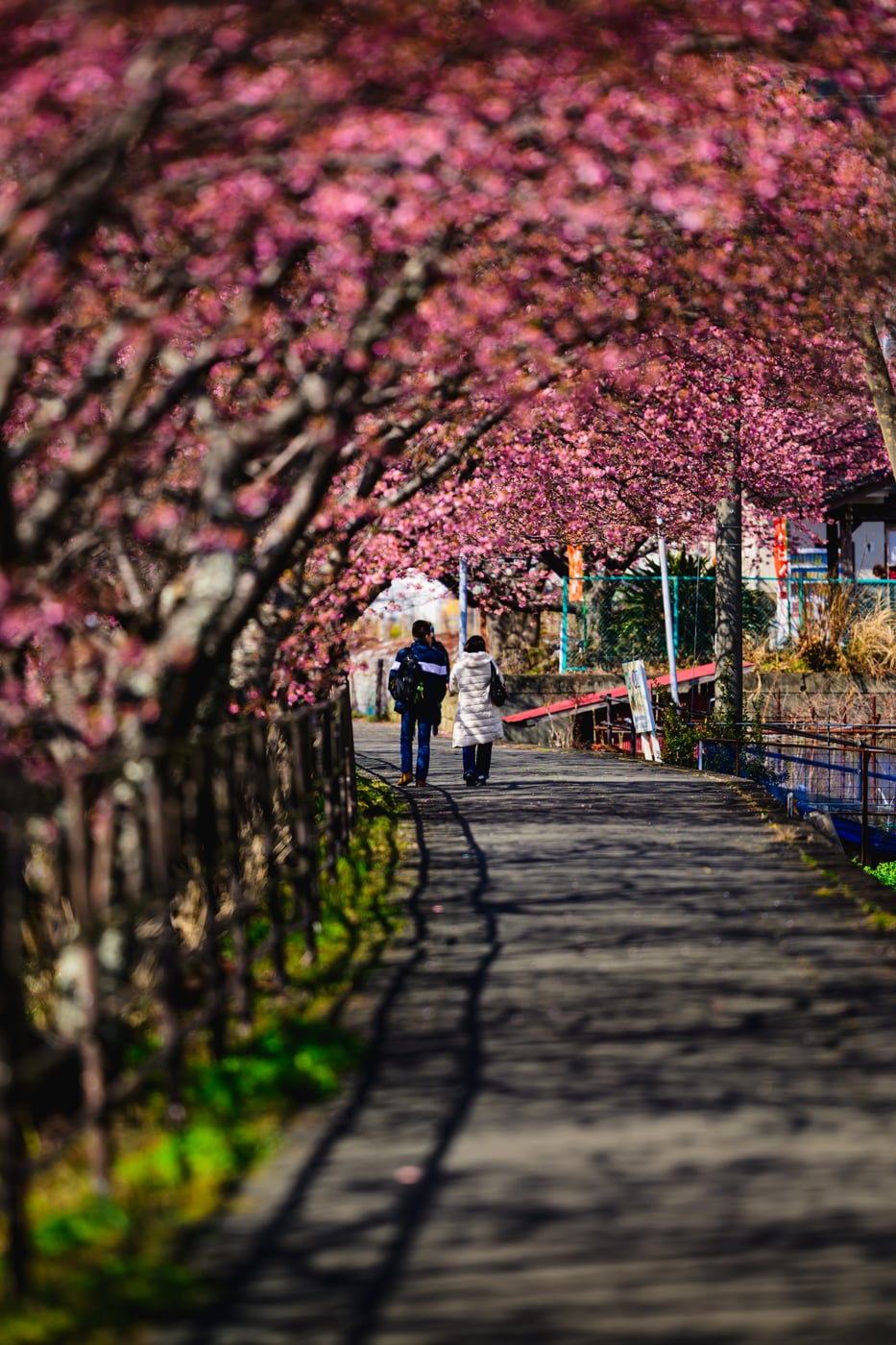 Blurred cherry blossoms in the foreground, with sharper blossoms, people on the path, and branch shadows beyond