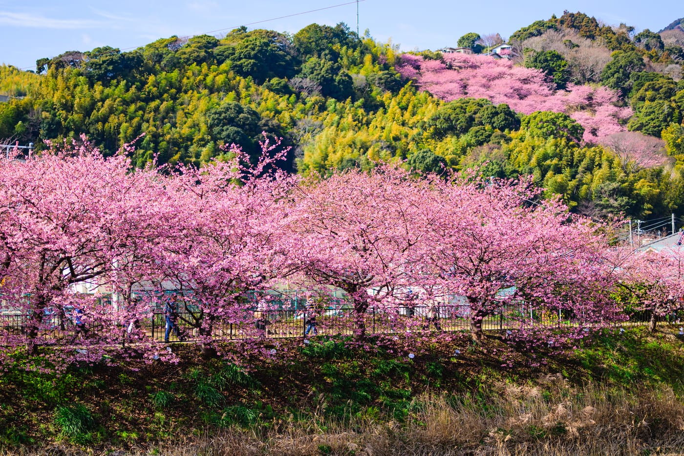 Rows of Kawazu cherry trees along the river below a mountainside