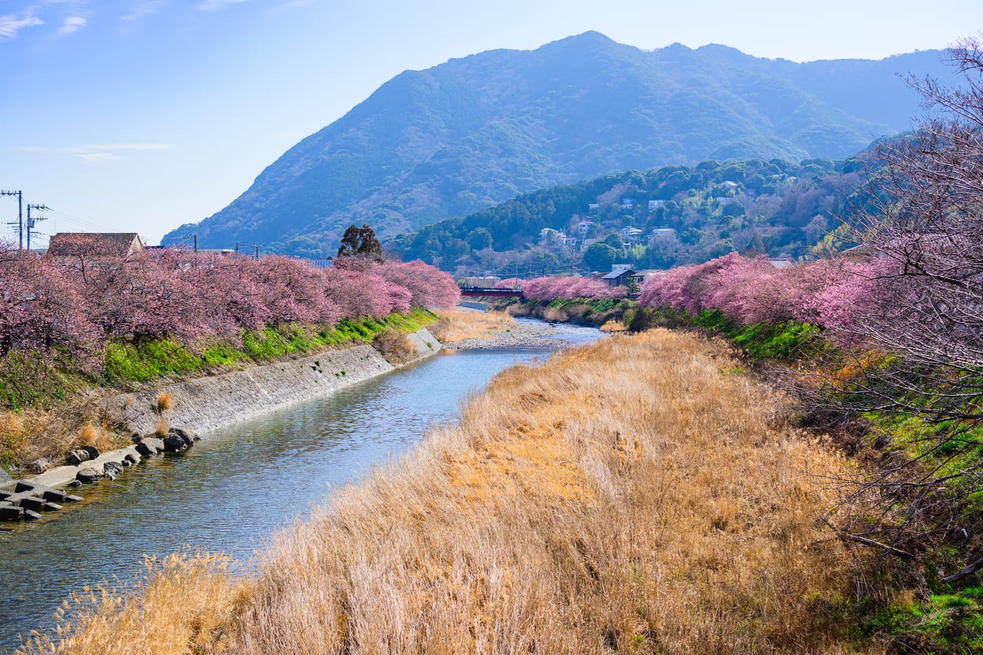 Kawazu cherry trees lining both riverbanks with mountains in the background