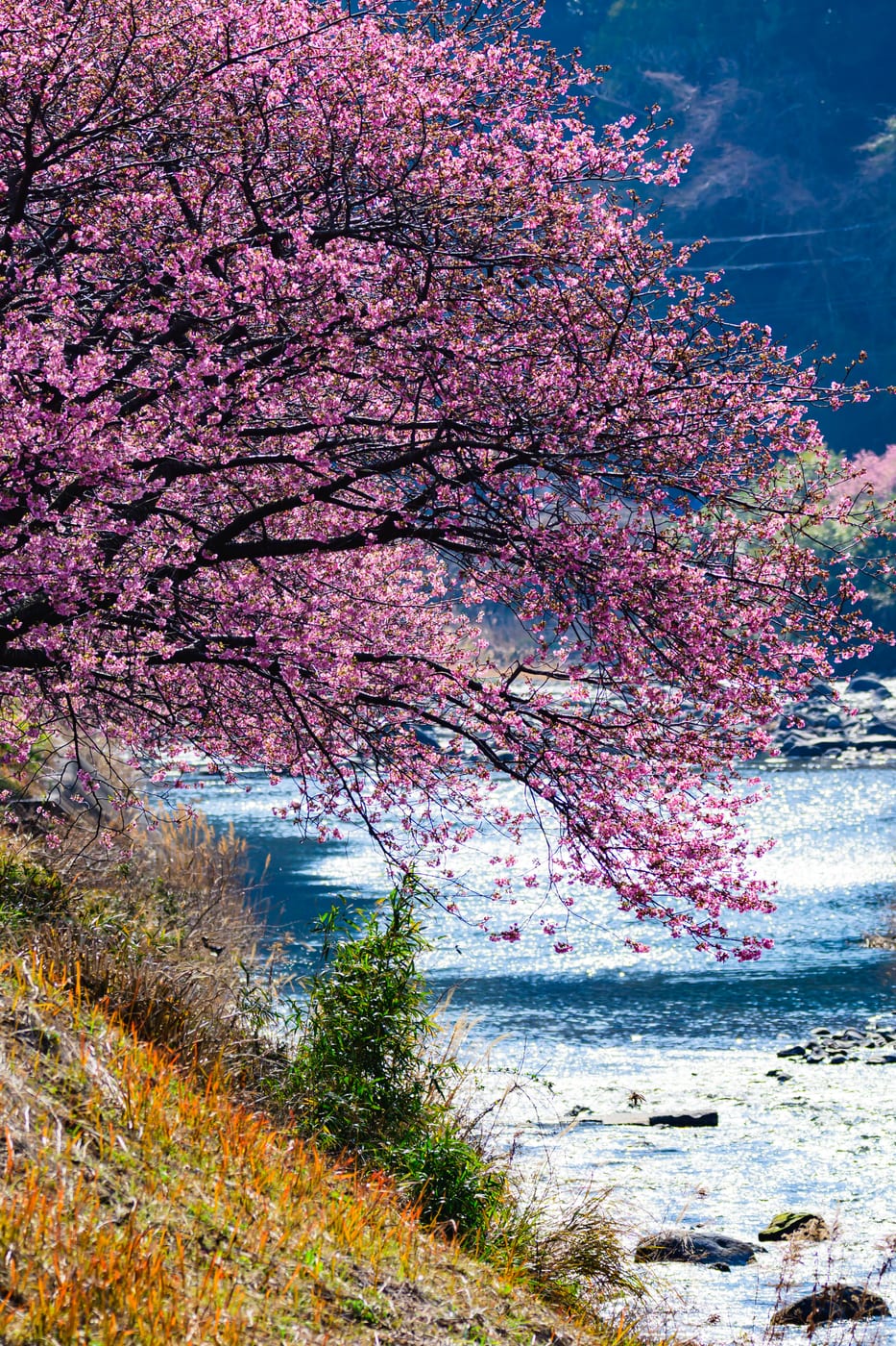 The Kawazu River seen beneath cherry branches reaching out over the water