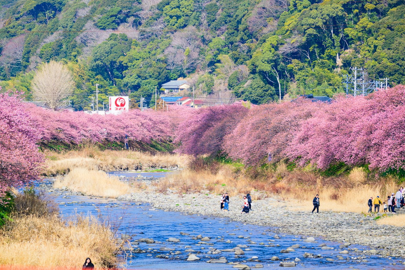 Rows of Kawazu cherry trees coloring both riverbanks pink
