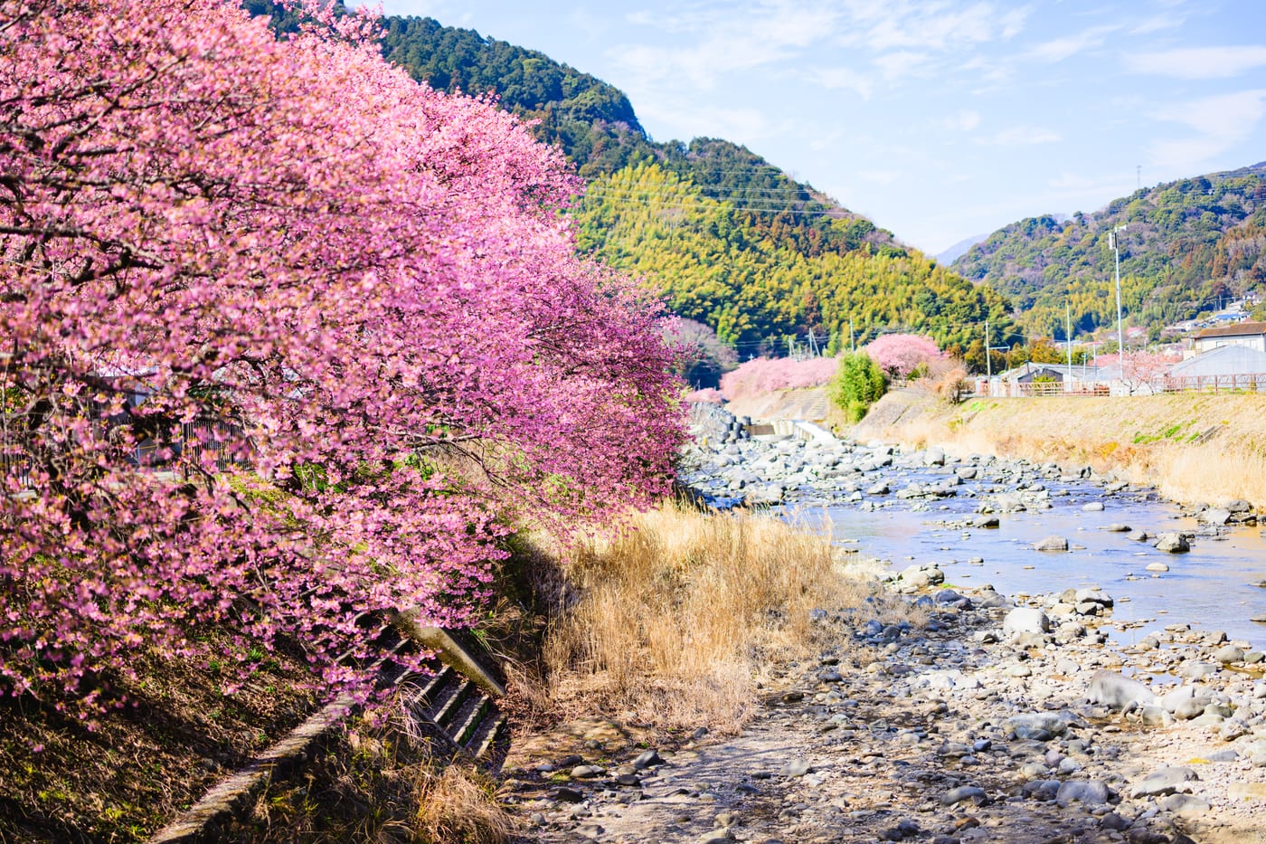 Kawazu cherry blossoms with the riverbank and mountains behind them