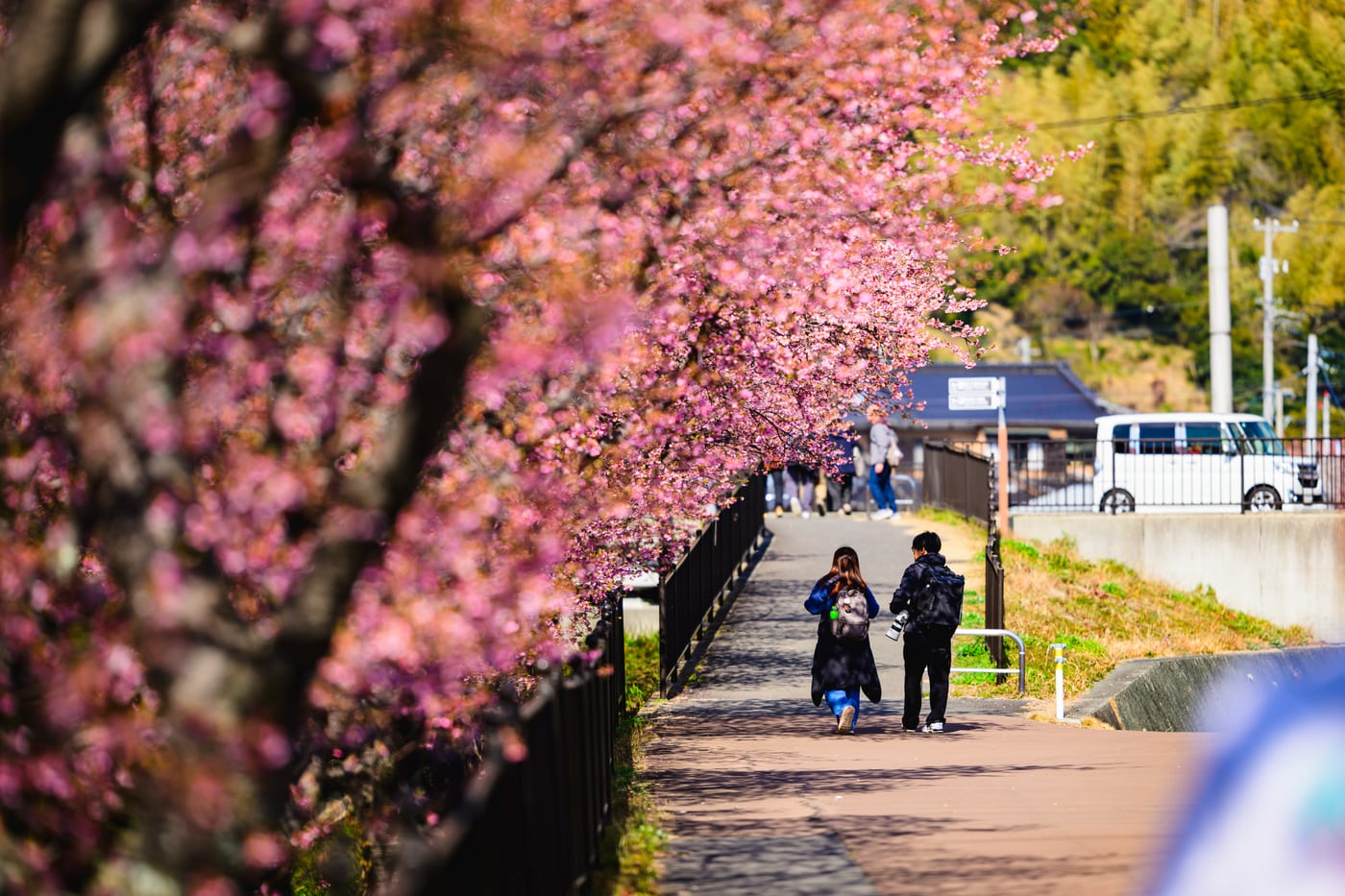 A riverside path with Kawazu cherry branches reaching in from both sides