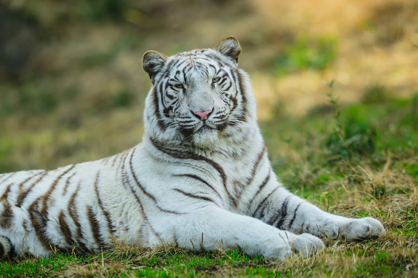 A white tiger looking toward the camera with blue eyes