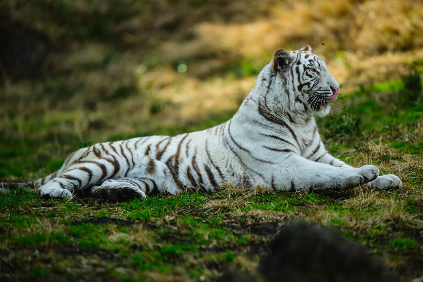 A white tiger resting on the grass with its front legs stretched out