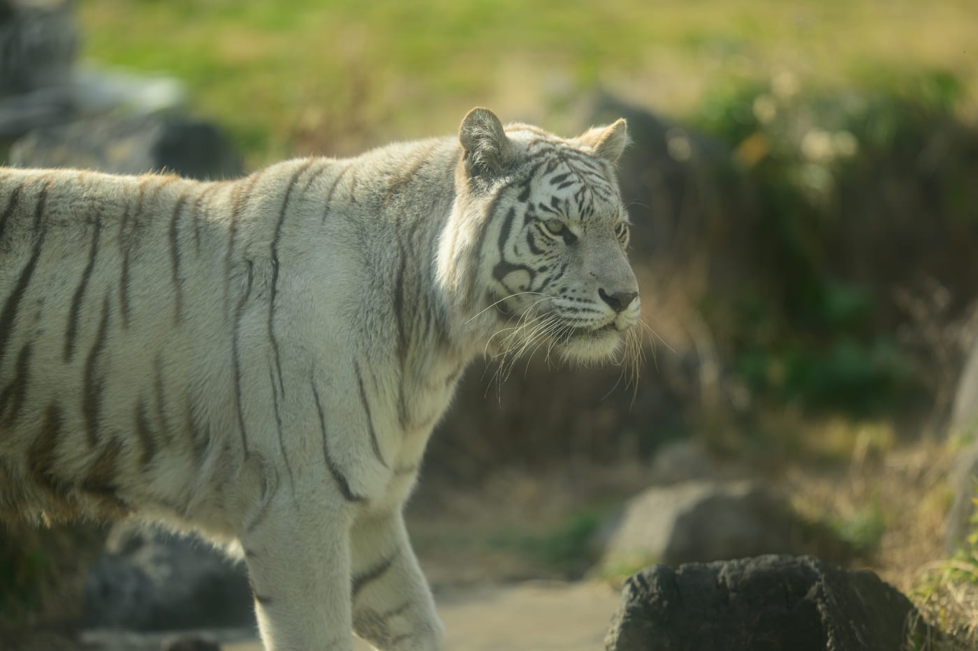 A white tiger walking slowly across the ground