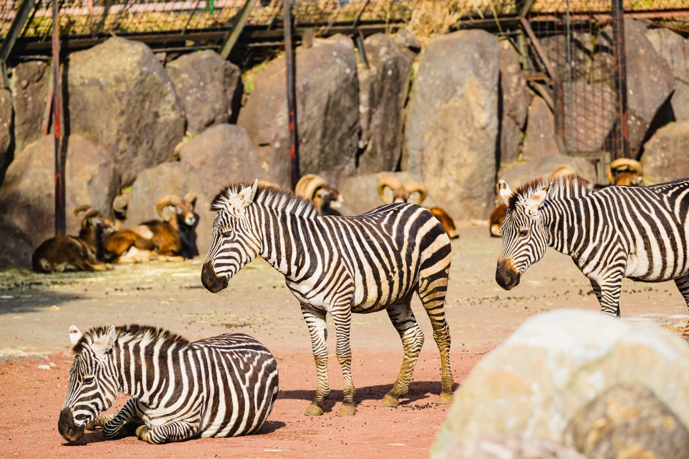A group of zebras standing and resting among rocks