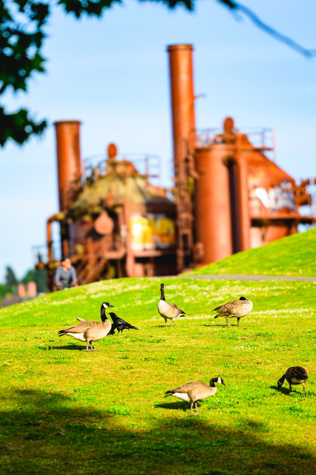 Gas Works Park の芝生を歩くカナダガン