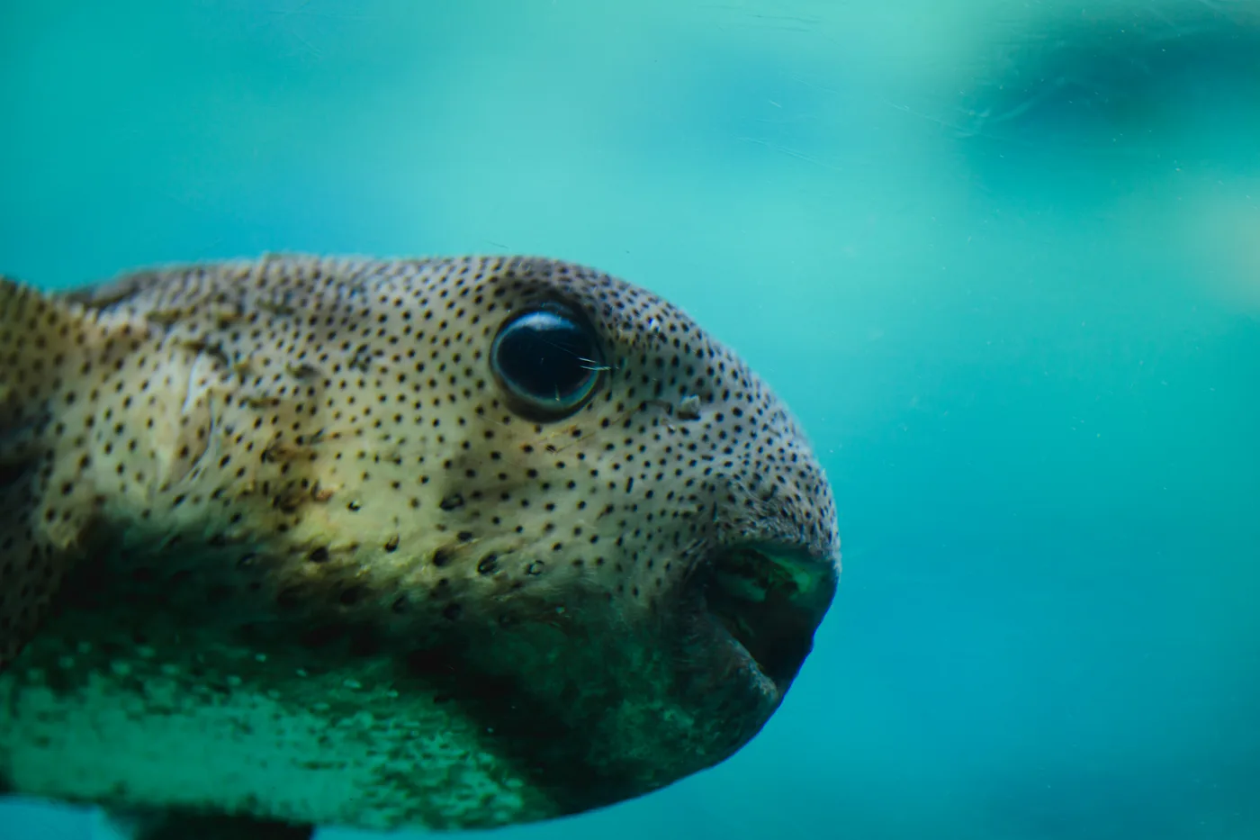 A close-up through aquarium glass of a spotted fish with round eyes