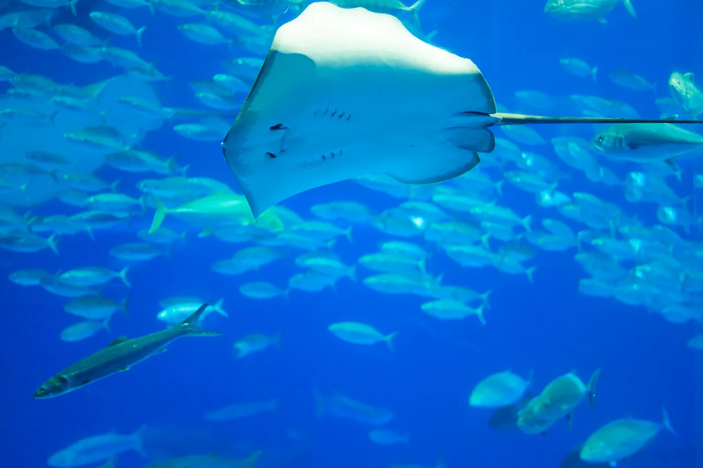 A manta ray swimming among fish in a large aquarium tank