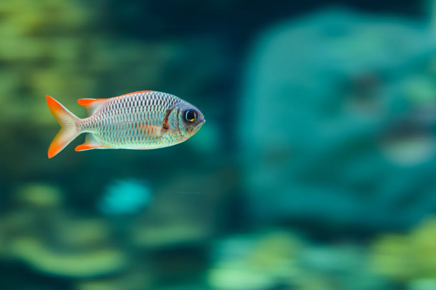 A fish with a red tail swimming in an aquarium tank